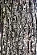 'New Horizon' bark