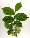 Wych elm (Ulmus glabra) leaves and seeds