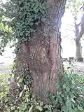 Bark