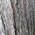Bark in early maturity
