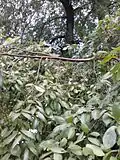 Pendant branchlets