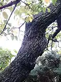 Bark of same