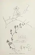 Flowers and fruit of 'Hunnybunii', by Hunnybun