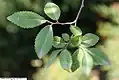 Leaves