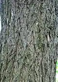 U. thomasii bark, Meisse