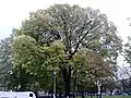 'Vegeta', autumn colours, Charlotte Square, Edinburgh (2016)