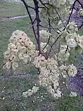 'Vegeta' samarae, showing seed close to notch