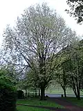 'Vegeta' fruiting, Holyrood Park, Edinburgh (2016)