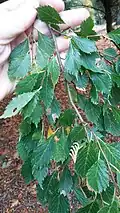 Reverted branchlet of variegated 'Viminalis', Batsford Arboretum