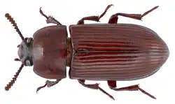 Uloma rufa