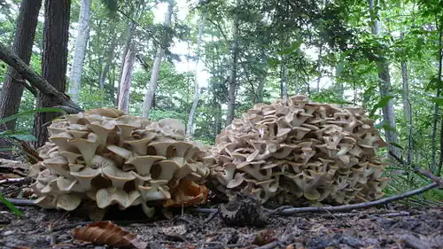 Growing in the wild
