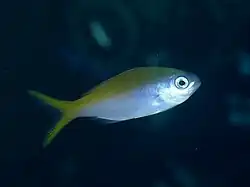 Paracaesio xanthura