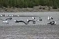 Brown seagulls