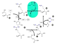Urea cycle.