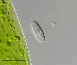 Uronema nigricans