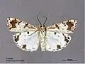 Ventral view