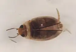Uvarus lacustris, a beetle