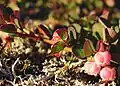 Bog bilberry.
