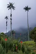 Wild flowers at cocora valley