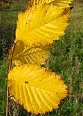 Fall color
