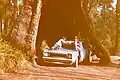 Valley of the Giants, Walpole May, 1977