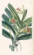 Vanda cristata plate 48 in: Edwards's Bot. Register (Orchidaceae), vol. 28, (1842)