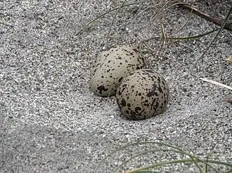 Nest closeup
