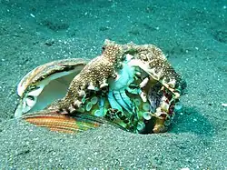 An octopus in an open seashell on a sandy surface, surrounding a small crab with the suckers on its arms