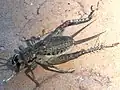 paralyzed by a wasp – dorsal Wildlife Prairie Park