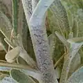 Stem and leaf join