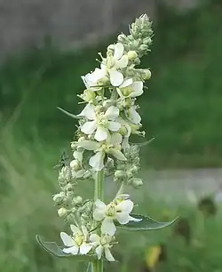 In Germany