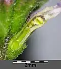 Single flower (greatly enlarged) sectioned to reveal internal anatomy