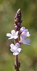 Lateral closeup of flower spike