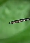 Caudal appendages of male (lateral view)