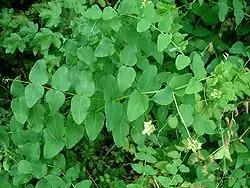 Pea-flowered vetch (V.&nbsp;pisiformis)