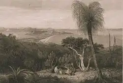 View of the south side of King George's Sound by William Westall contains the earliest known image of a Kingia.