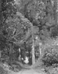 Railway track in native bush on the Mountain Rimu Timber Company's property