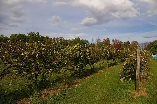 Hermann Vineyards