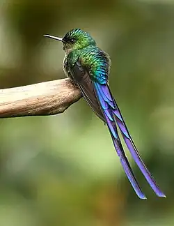 Violet-tailed sylph