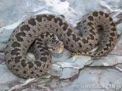V. anatolica winding up in a defensive pose