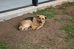 Caramelo –a Brazilian mixed-breed