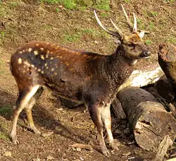 White-spotted brown cervid