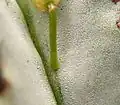 Day 23: The shoot has made contact with the host plant.