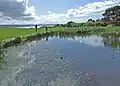 The pond at Thurstaston Visitor Centre