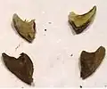 The hooks on the sides of the nuts vary in number size and shape and can be difficult to break off.