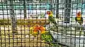 Parrots