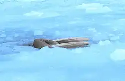 Photo of walrus in ice-covered sea.