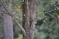 Bark of young September elm, with Tennessee warblers