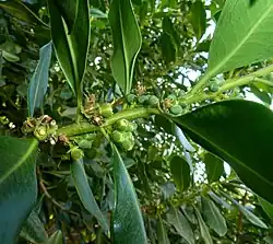 flowering branch