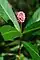 Persicaria amphibia, water smartweed, Washington Island